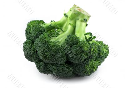 appetizing broccoli