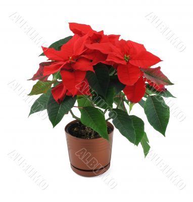 poinsettia flower isolated on white