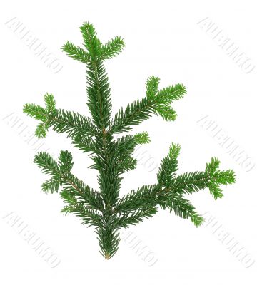 perfecty isolated spruce twig