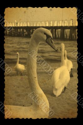old photography of swans