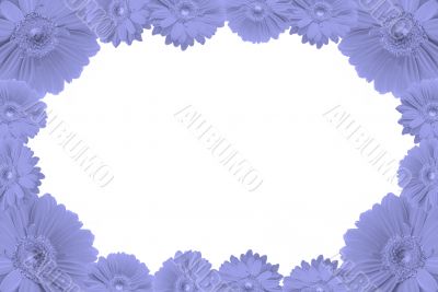high resolution gerbera frame