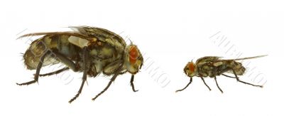 fly in two variants
