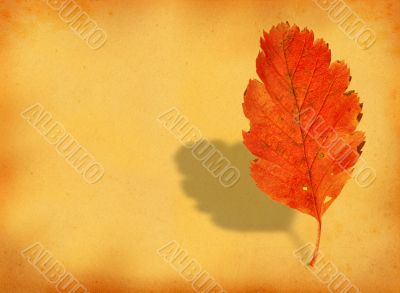 fall leaf with retro copy space