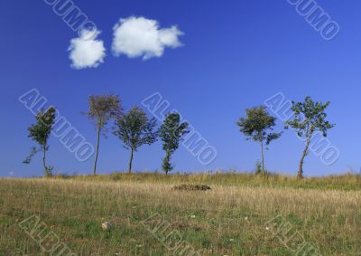 tree line with two cumulus clouds