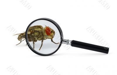 magnified fly insect