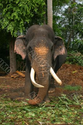 Impressive bull elephant