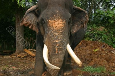 Impressive bull elephant