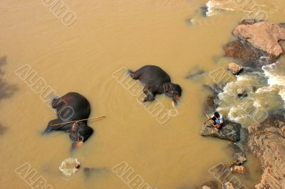 Elephants bathing