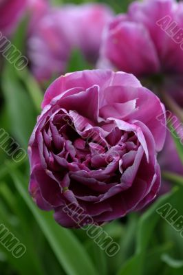 Layered tulip