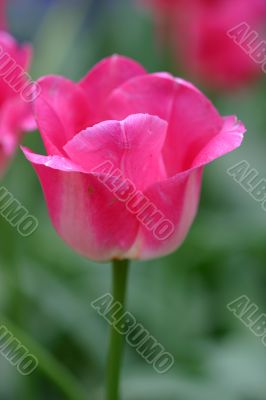 Closeup of pink tulip