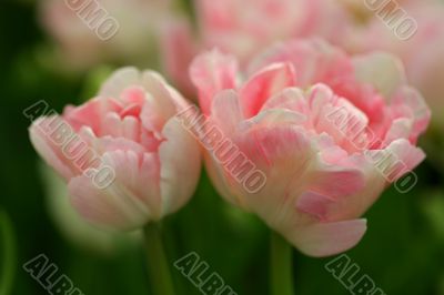 Soft pink tulips Soft pink tulips