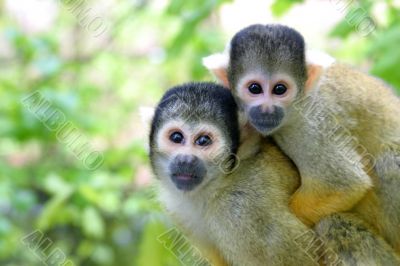 Family squirrelmonkey Family squirrelmonkey
