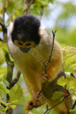 Squirrel monkey looking down