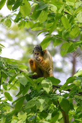 Squirrel monkey eating