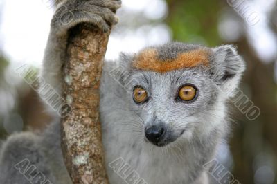 Madagascar wildlife