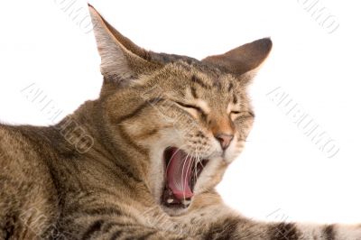 Yawning cat