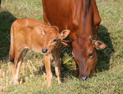 Young calf and it`s mom
