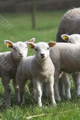 Curious lambs