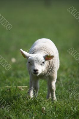 Cute little lamb