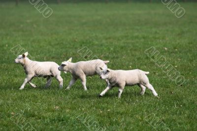 Running through the field