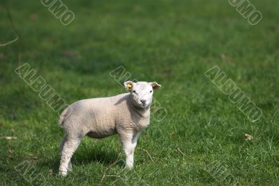Curious lamb