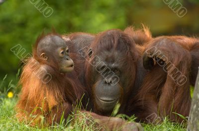 mother orangutan with her cute baby