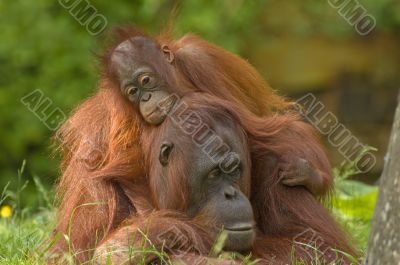 mother orangutan with her cute baby