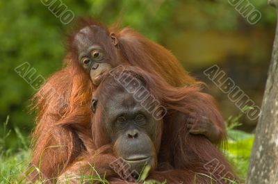 mother orangutan with her cute baby