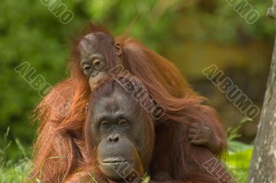 mother orangutan with her cute baby