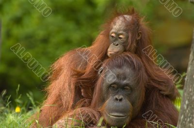mother orangutan with her cute baby