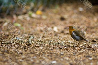 A robin redbreast