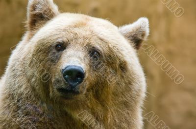 Brown Bear Brown Bear