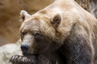 Brown Bear