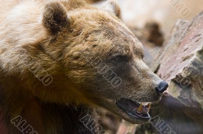 Brown Bear