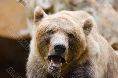 Brown Bear