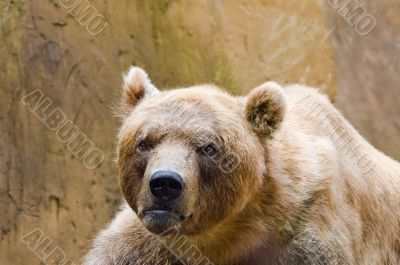 Brown Bear