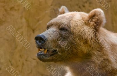 Brown Bear