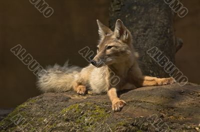 corsac fox