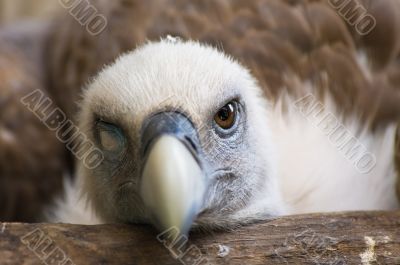 Funny looking vulture