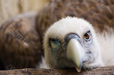 Funny looking vulture