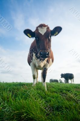 cute baby cow