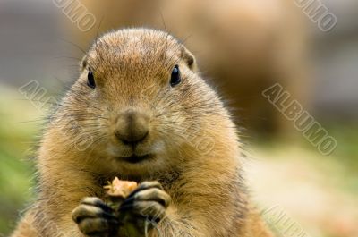 cute prarie dog