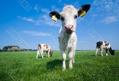 cute baby cow