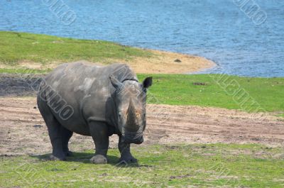 big rhinoceros