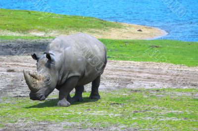 big rhinoceros
