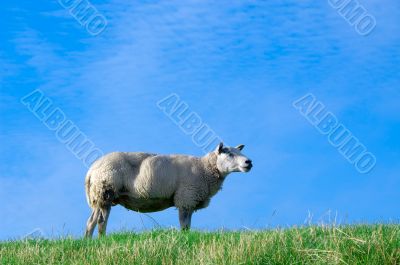 sheep on fresh green grass