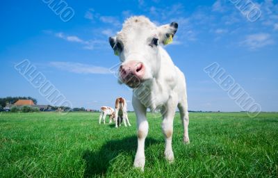 cute baby cow