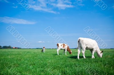 grazing cows