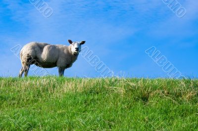 sheep on fresh green grass