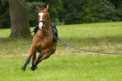 beautiful horse running